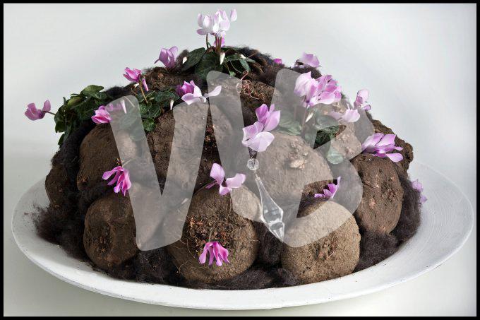 bloemen en planten vvbvanbree     1128